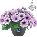 Afbeelding van HP27 o.kl. Petunia compact Purple vein